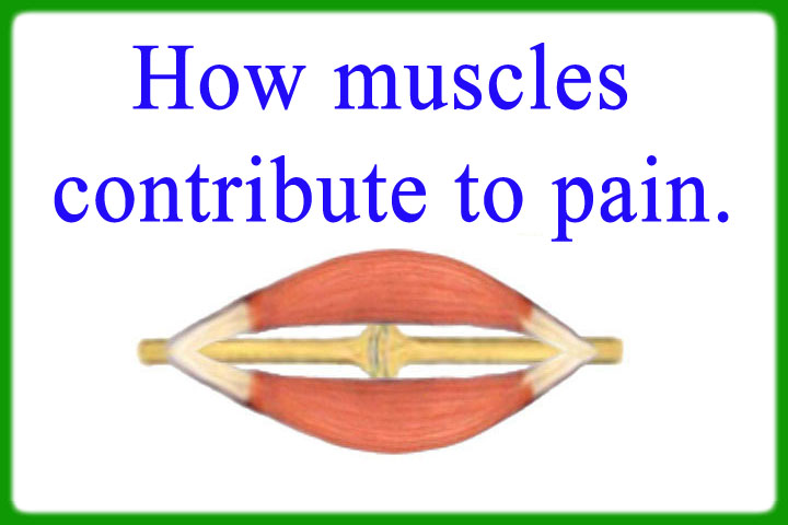 how_do_muscles_contribute_to_pain-2022-a.jpg