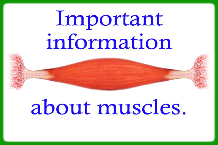 important-information-about-muscles-2022.jpg