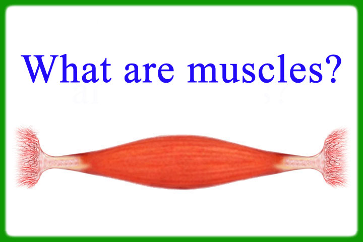 what_are_muscles-2022.jpg