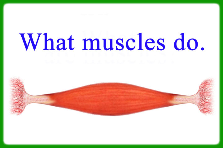 what_muscles_do-2022.jpg