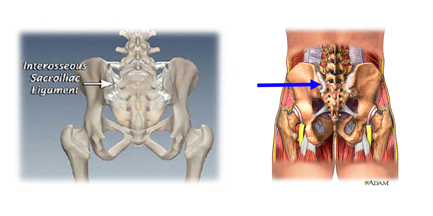 ligaments