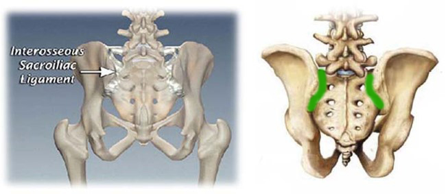 ligaments