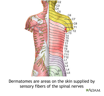 favpng dermatome