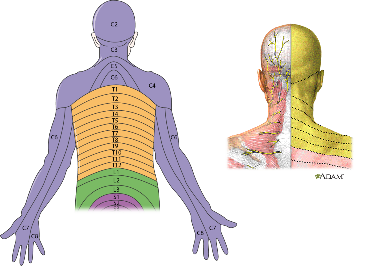 Dermatomes